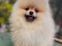 0 numara pomeranian boo tatlı mı tatlı dişi ve erkek