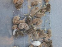 Gonzales Hamster Yavrular ve Tüm Malzemeleri Adrese Teslim