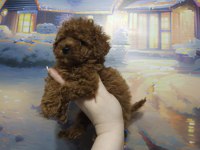 Kore teacup babadan teacup poodle bebekler