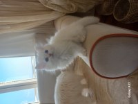 Pamuk Chinchilla Bebekler