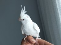 4 5 aylık sultan papağanlar ele alışık