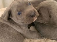 DAHA IYISI VARSA BUYRUN GORELIM SECERELI SAFKAN CANE CORSO