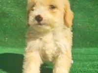 Maltipoo köpeği yavrular