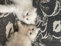 British longhair 35 günlük dişi