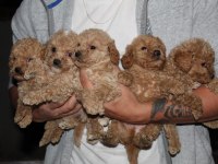 Orjinal Maltipoo F1 Yavrular