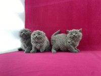 Safkan British Shorthair Yavrularımız