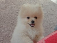 Pomeranian bebiş