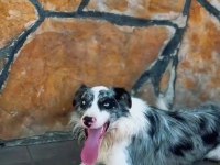 Profesyonel Üretim Çiftliğinden Border Collie Kapıda Öde