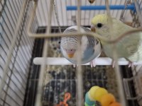 Yavru muhabbet 1 aylık ve 3 aylık olanlar var uygun fiyat