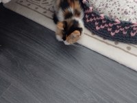 Ev kedisi temiz
