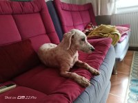 Ücretsiz Sahiplendirme Köpeğimiz