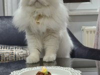 Chinchilla Cinsi Kedisi