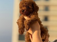 KORE KAN TOY POODLE BEBEKLERİMİZ MEVCUT