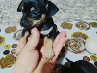 Sıfır boy orjinal saf kan PINSCHER yavrularımız