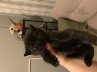 Yavru british shorthair kedilerim