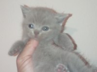 Safkan british shorthair bebekler