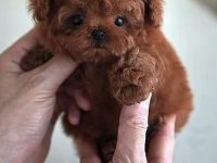 Toy Poodle Safkan