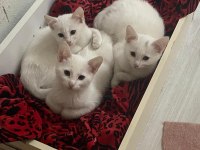 Ücretsiz Sahiplendirilecek Yavru Kediler
