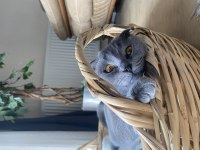 Scottish fold kedimiz sheba için yuva arıyoruz