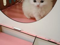 Scottish Fold Yavrularım