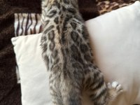 Küçük bengal kedisi kaplanlar