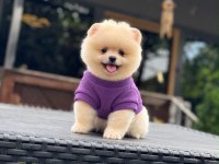 Sağlık ve ırk garantili pomeranian