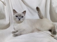 British shorthair (hamile bir dişi)