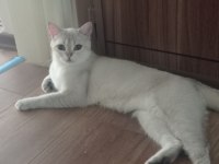 British shorthair 2133 golden point dişi full secereli