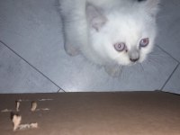 Erkek blue point kedimiz