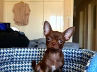 2,5 Aylık Dişi Teacup Chihuahua Yavrusu