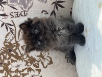 İRAN EGZOTİK KEDİMİZ