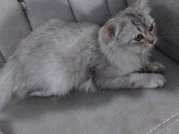 British longhair dişi diye aldık erkek çıktı