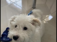6.5 aylık erkek terrier