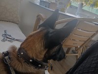 Orjinal Belçika Kurdu