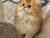 Golden British Longhair Yavrumuz Gelmiştir