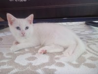 Yavru erkek british shorthair
