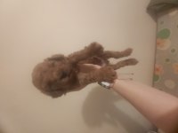 F1 maltipoo dişi dünya güzeli