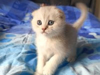 SAFKAN BRİTİSH DİŞİ ERKEK BEBEKLER
