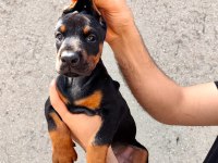 Anne Baba Fci Kif A Şecere Doberman Yavruları