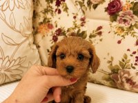 MİCRO TEACUP MALTİPOO