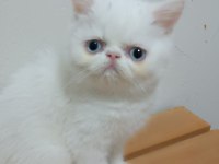 EXOTIC SHORTHAIR ERKEK 