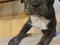 Sahiplendirme french bulldog