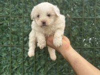 Maltipoo köpeği yavrularım