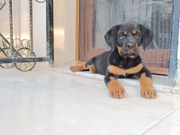 Rottweiler yavru