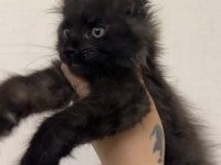 Polydactyly MAİNE COON BEBEKLER