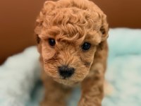 SEVİMLİ MALTİPOO YAVRULARI