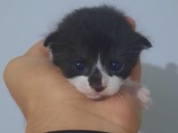 3 adet yavru 1.5 haftalık scottish fold