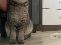 Kedimizi çiftleştirme ilanı