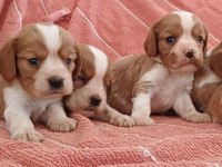 Mükemmel A Kalite Cavalier King Charles Yavrularımız