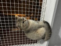 British Shorthair Golden Point